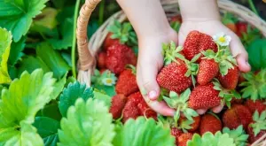 За двойна реколта от ягоди - вижте какво трябва да направите!