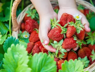 Гниене на ягодите - направете това и ще спасите реколтата