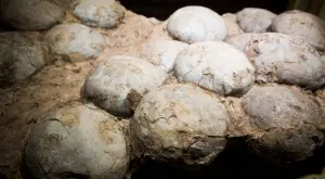 Митничари заловиха яйце от динозавър