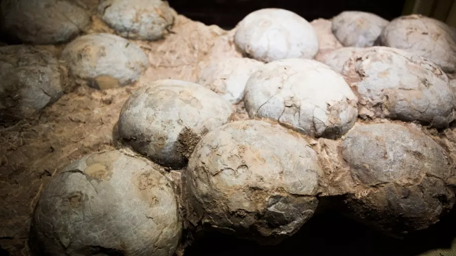 Митничари заловиха яйце от динозавър