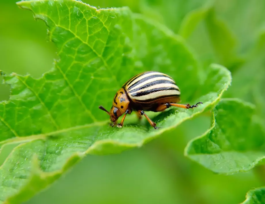 Разтворът, който ще предпази градината ви от КОЛОРАДСКИЯ бръмбар 