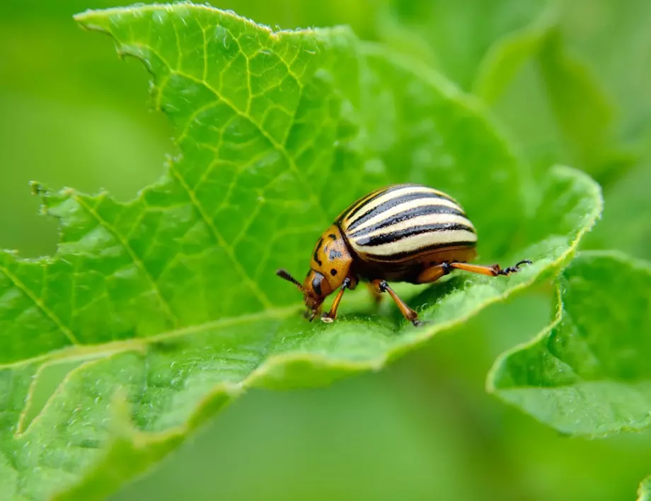 3 съвета за борба с колорадския бръмбар през есента