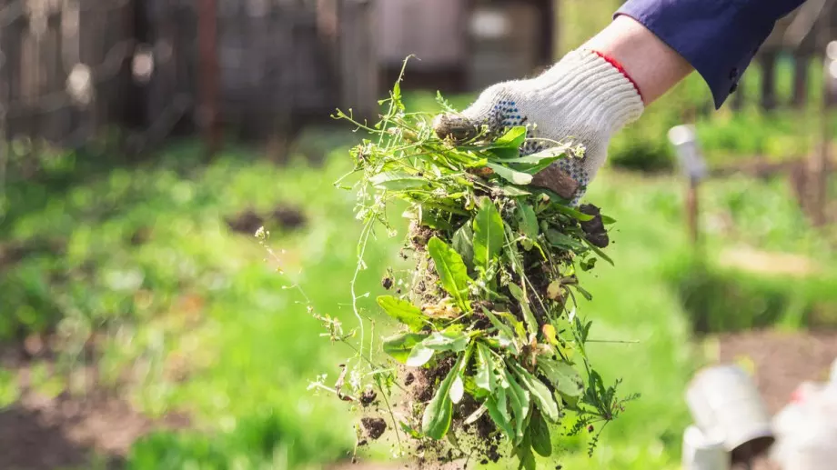 Хитри начини, с които ще елиминирате плевелите 