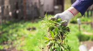 Ефективен трик за премахване на плевели