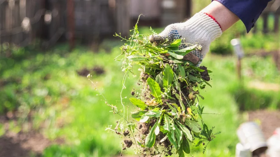 Плевелите, които е по-добре да оставите в градината си
