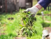 Най-добрите зелени торове, които ще предпазят градината ви от плевели, болести и вредители