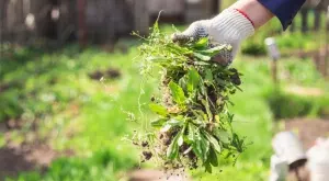 Мислите това растение за плевел, а то е много полезно