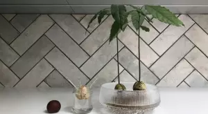 Как да си засадим авокадо вкъщи 