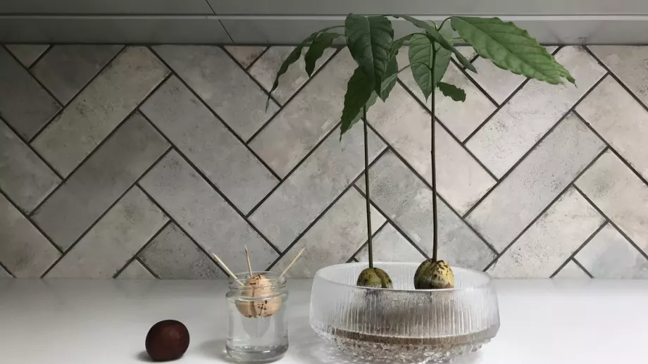 Как да си засадим авокадо вкъщи