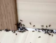 Имам мравки в апартамента - какво да правя?