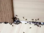 Без отрова и за 30 минути се отървах завинаги от мравките вкъщи