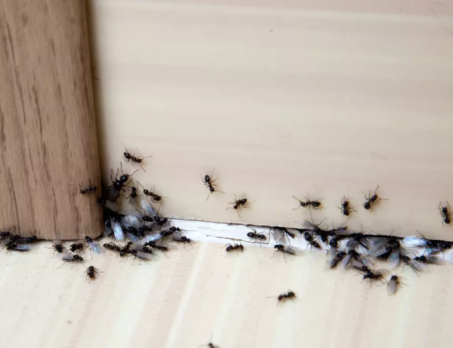 Подправката, която ще ви избави за нула време от мравките у дома
