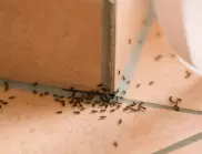 Направете това и завинаги ще забравите за мравките вкъщи