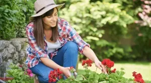 Ето как да си отгледате мушкато