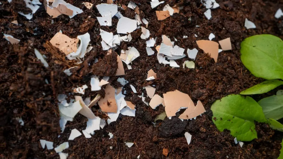 5 продукта, които опитните градинари използват вместо тор