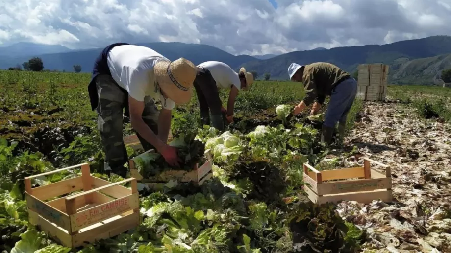 Разплащат 7,5 млн. лв. по Програмата за развитие на селските райони