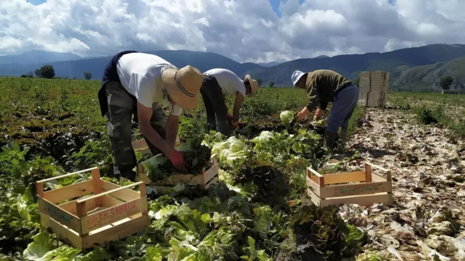 91% от всички ферми в България са семейни