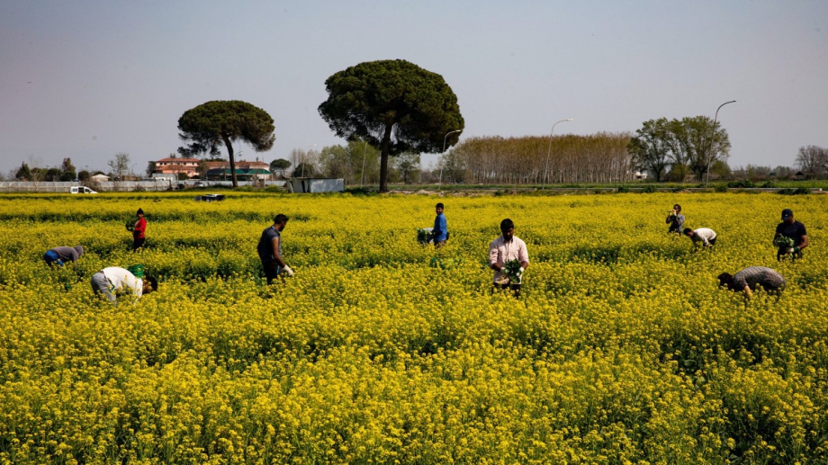 Регионът Пулия в Южна Италия наложи забрана за земеделска работа