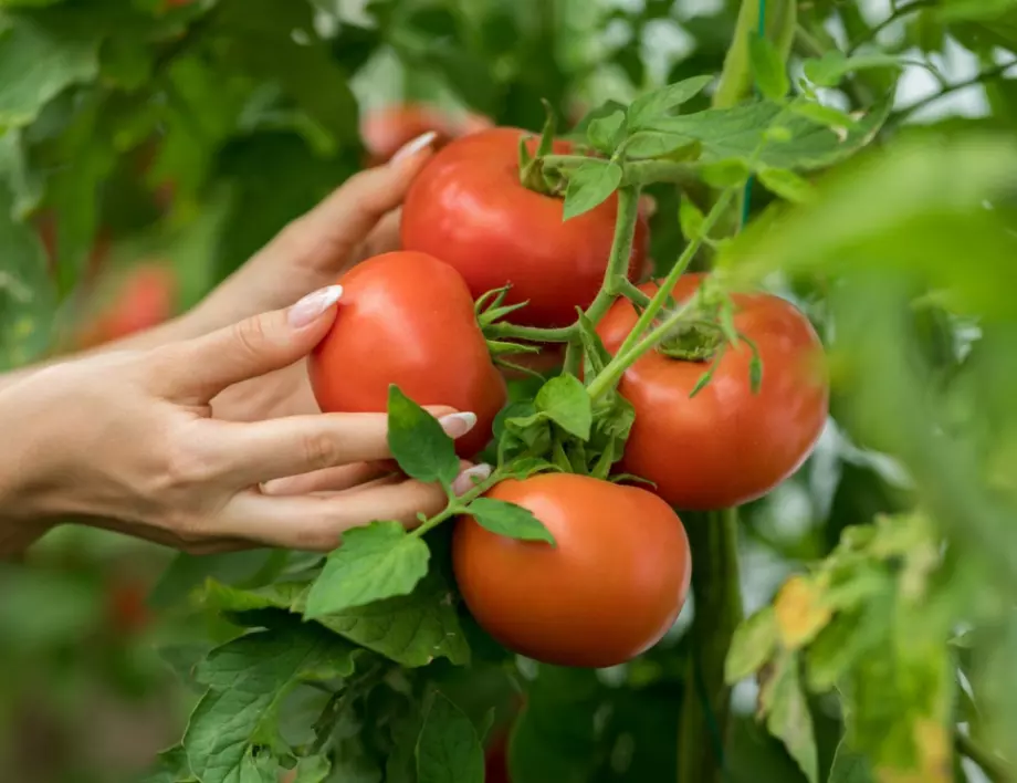 Опитен градинар каза големи грешки при отглеждането на домати, които не бива да допускате