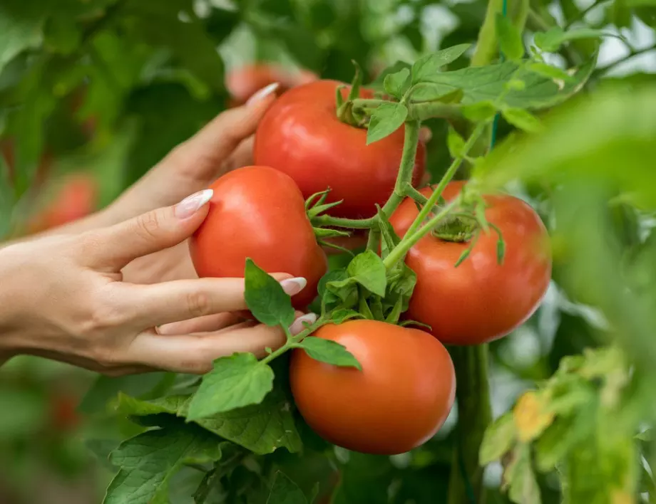 Кога да торим доматите, ако искаме реколтата да е ДВОЙНА 