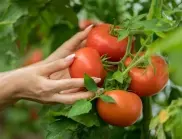 Градинарски грешки: 3 причини, поради които доматите се напукват