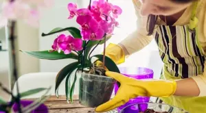 6 съвета за отглеждане на орхидеи у дома