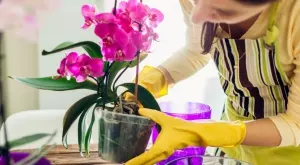 Как правилно се подрязва орхидея и кога се прави