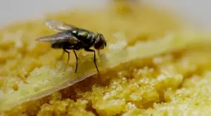 Дори не сте подозирали! Ето какви болести пренасят мухите