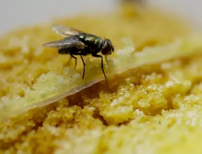 Чудили ли сте се какво всъщност се случва, когато муха кацне на храната ни?