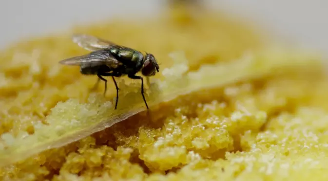 Чудили ли сте се какво всъщност се случва, когато муха кацне на храната ни?