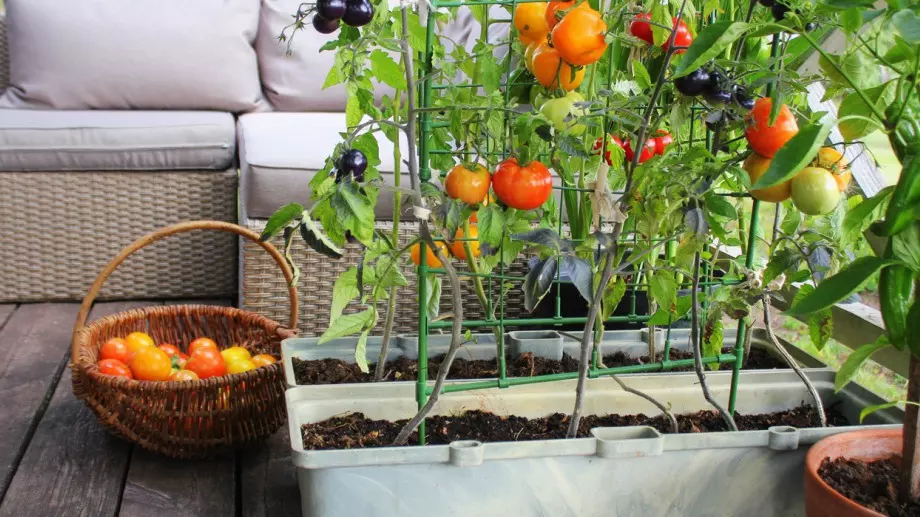 Как да отглеждате зеленчуци на балкона