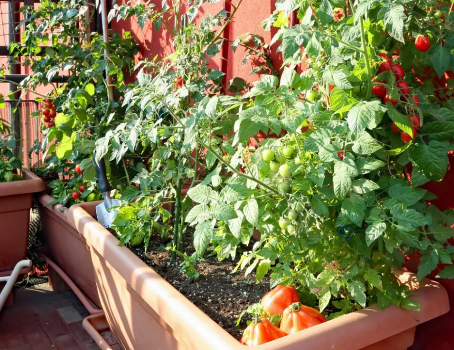 Ето как да си отгледате чери домати в домашни условия