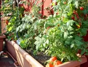 Наистина ли доматените растения пазят от комари? Отговорът ще ви изненада