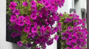 Как правилно да подрежем петунията за обилен цъфтеж 