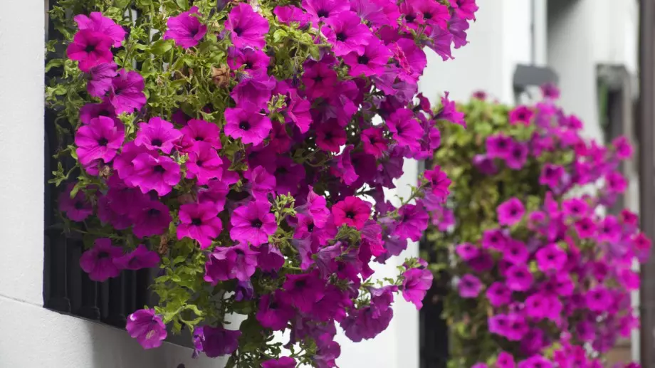 Как правилно да подрежем петунията за обилен цъфтеж 