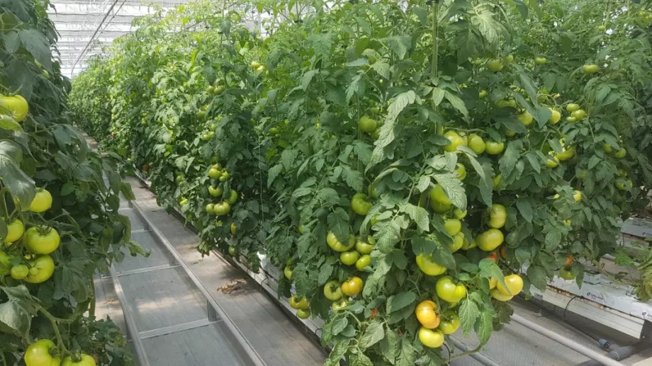 Обезщетяват с 3 млн. лв. пострадали от градушка земеделци