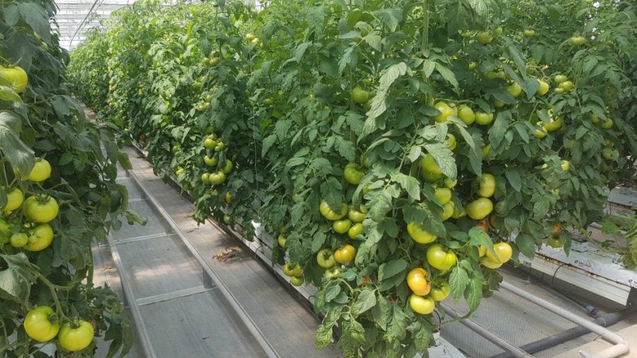 Значително поскъпване на зеленчуците и плодовете се очаква през годината