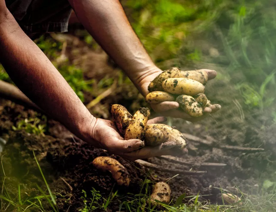 3 изпитани трика за по-голяма реколта на картофи
