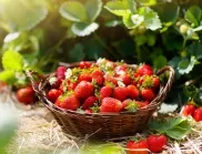 2 неща, които задължително трябва да на правите сега, за да е богата реколтата на ягодите следващата година