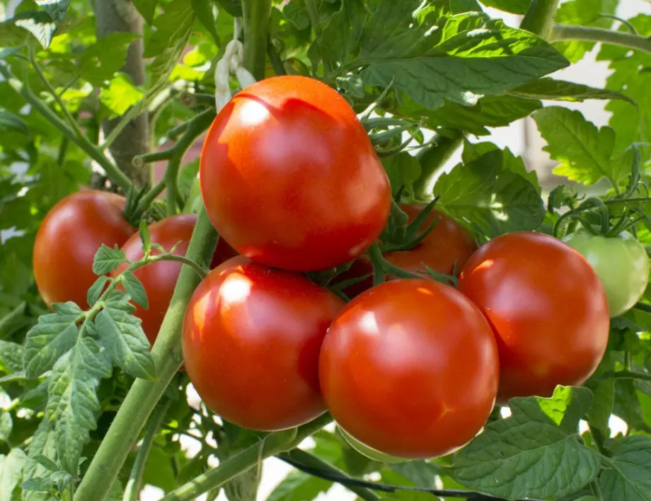 Градинар каза как правилно се колтучат домати и защо да го правите навреме