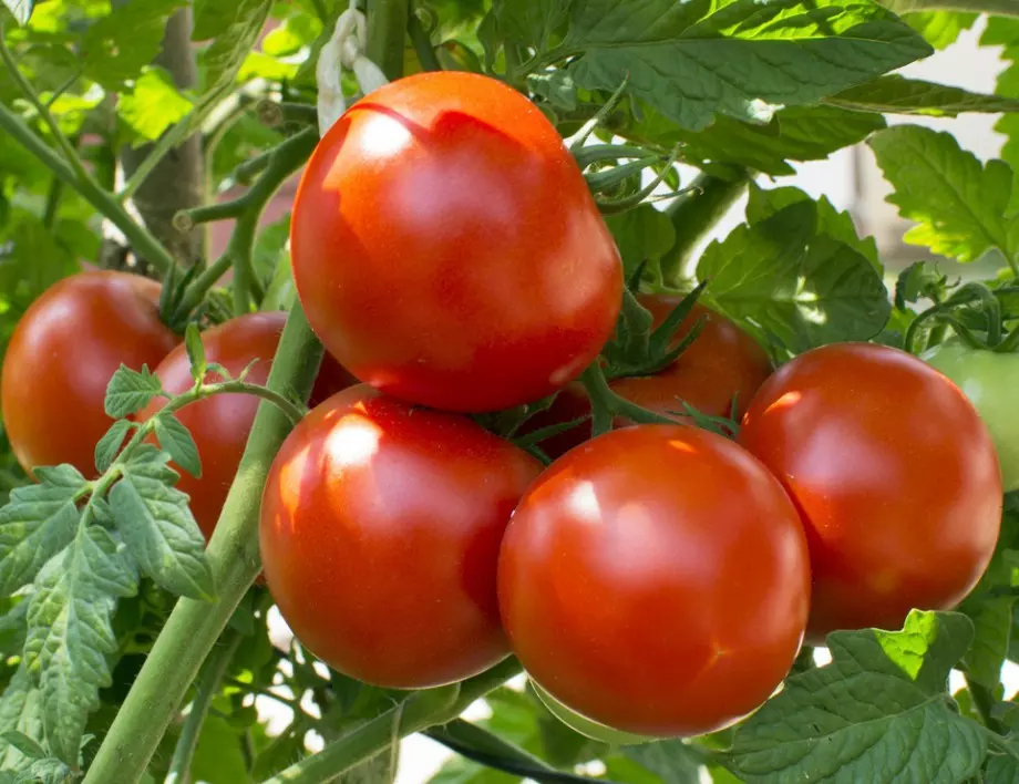 Полейте доматите с този разтвор и те ще са по-едри и вкусни от всякога