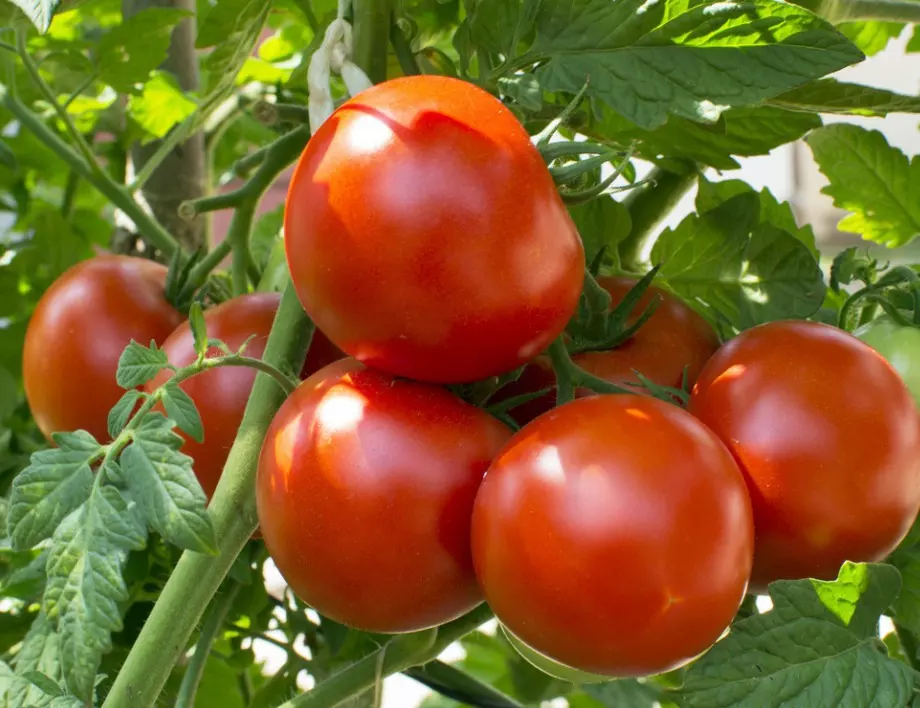 Спасете доматите от листни въшки с любимата си напитка 