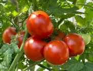 С този метод за няколко дни ще ускорите зреенето на доматите