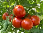 Само с мая можете да постигнете гигантска реколта от домати този сезон