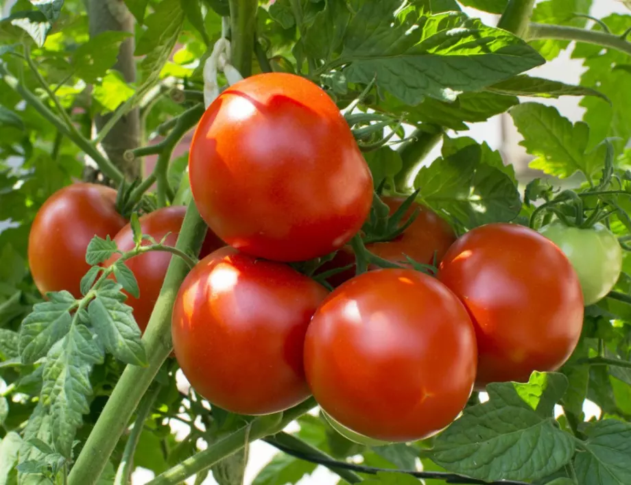 Засадете това растение до доматите и краставиците, за да не ги нападат вредители