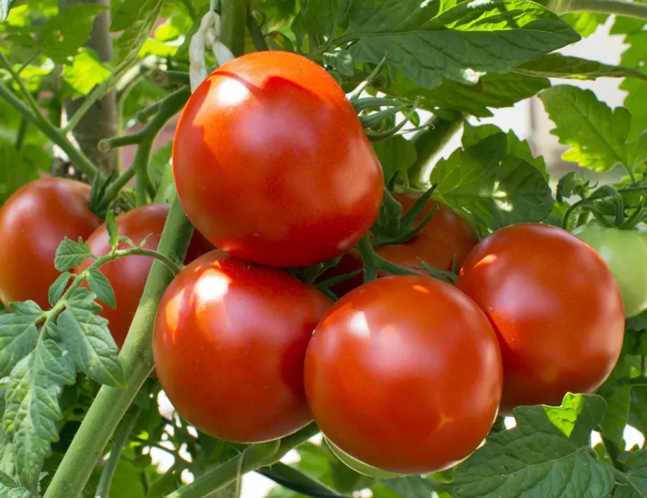 Поливане и пръскане на доматите с аспирин - кога и как се прави