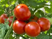 Напръскайте доматите с това и те ще узреят по-бързо, без да се напукват
