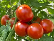 Тайната съставка, която опитните градинари добавят към пепелта, за да е богата реколтата от домати