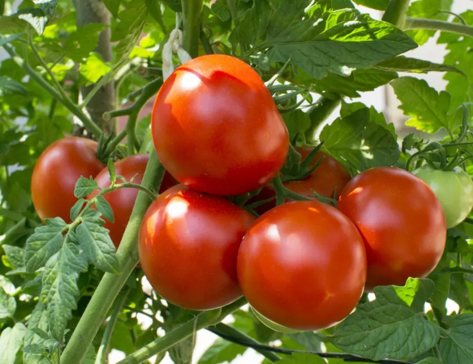 Малките трикове при колтучене на доматите, които дават ефект веднага