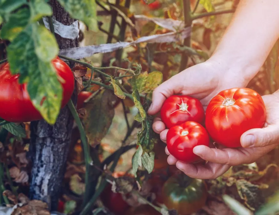 Ето как да отглеждате домати в кофа с корените нагоре?